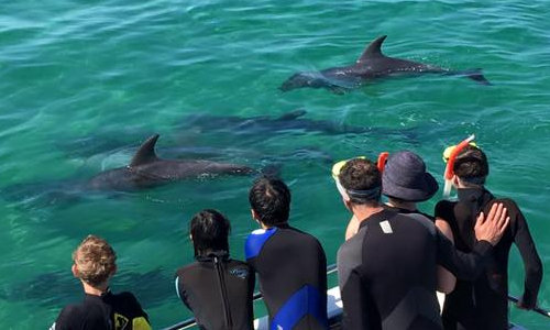 Moonraker Dolphin Swims