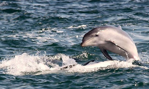Polperro Dolphin Swims