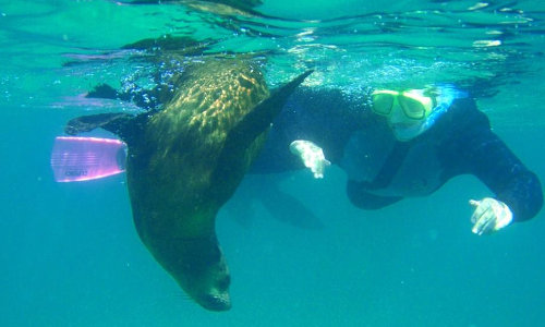 See All Dolphin Swims