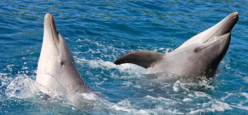 Dolphin swims