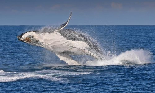 Wildlife Coast Cruises