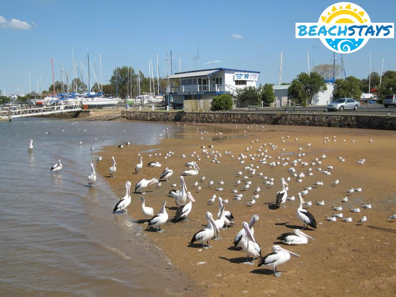 Pelicans and seagulls near Hastings Jetty