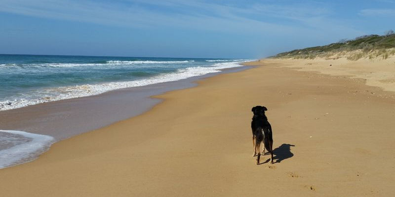 Whale Cottage - Golden Beach