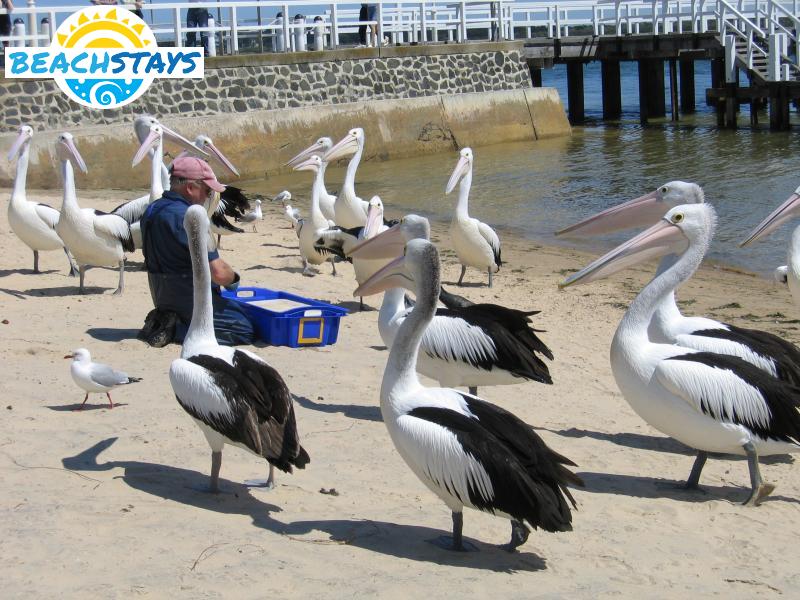 Pelican feeding on the beach near the jetty